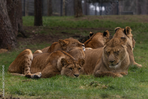 Obraz na płótnie A group of lionesses with their cubs slepping in the grass w salonie