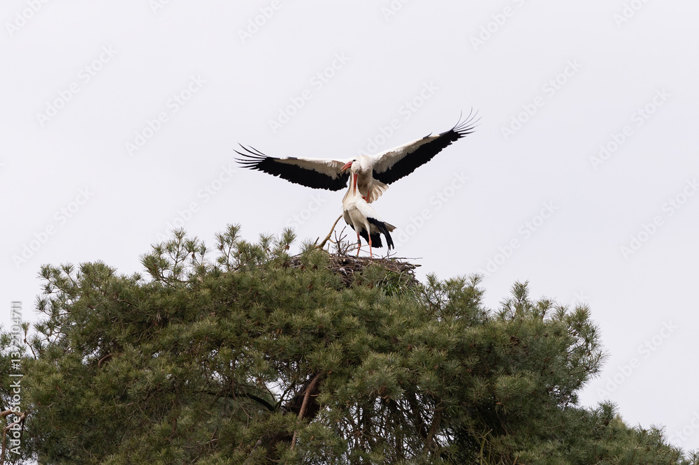 Two storks breeding on a nest