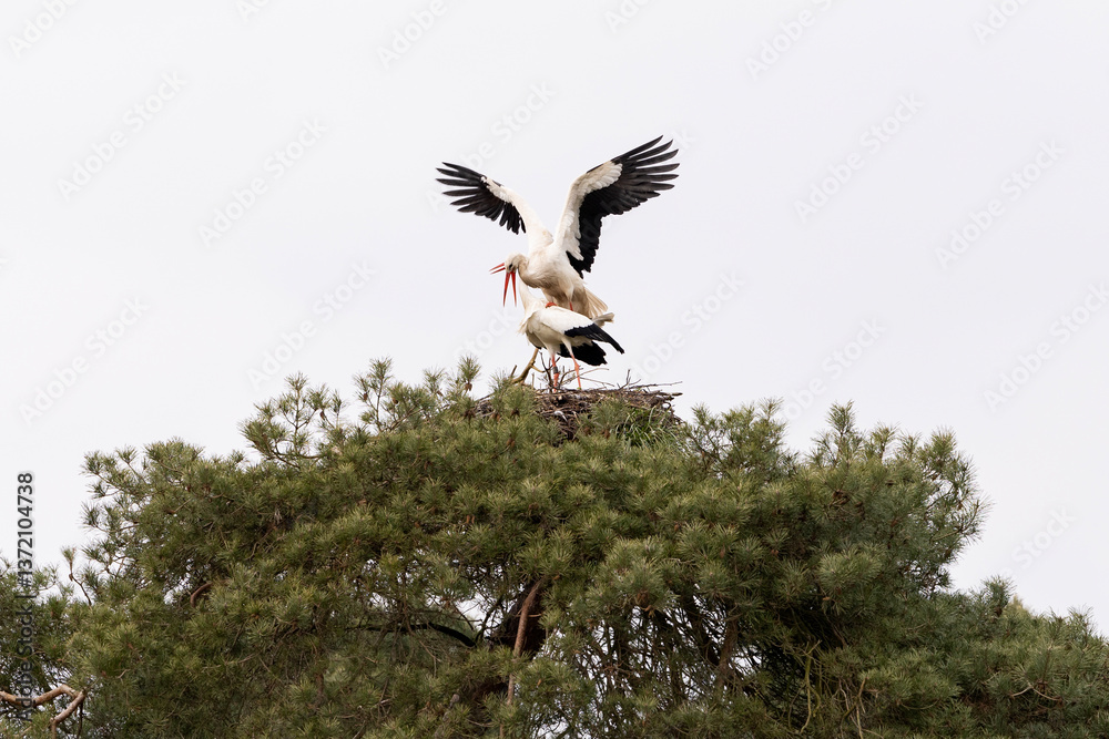 Two storks breeding on a nest