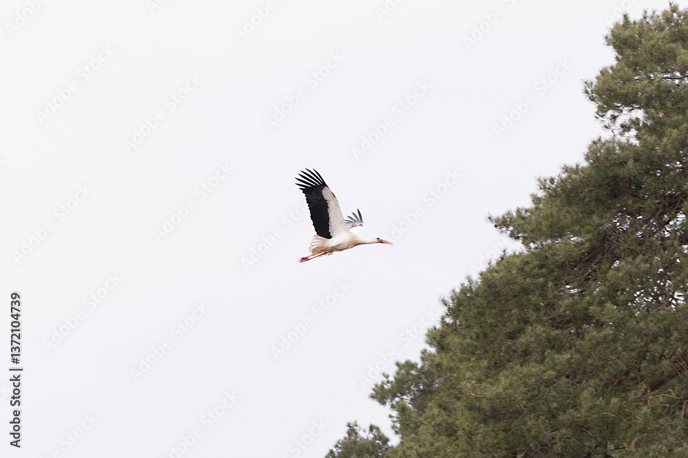 A stork flying