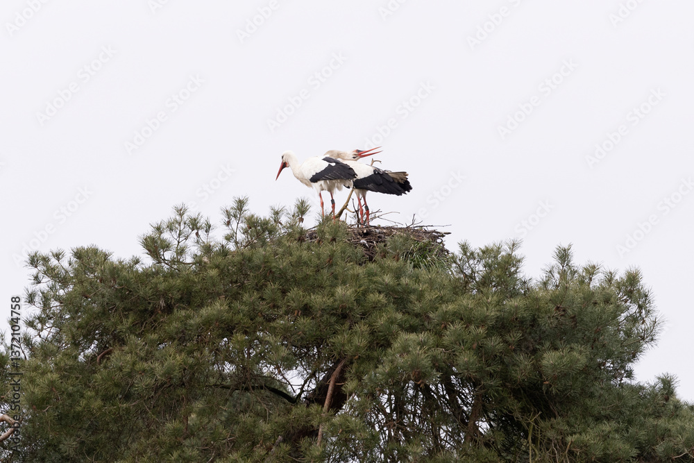 Two storks on a nest
