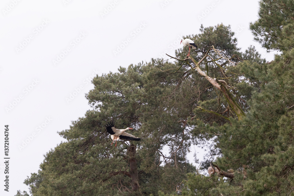A stork flying to a tree and one sitting in a tree