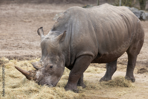 Obraz na płótnie A white rhino eating some hay w salonie