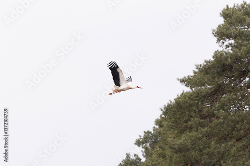 Obraz na płótnie A stork flying w salonie