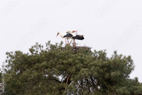 Obraz na płótnie Two storks on a nest w salonie