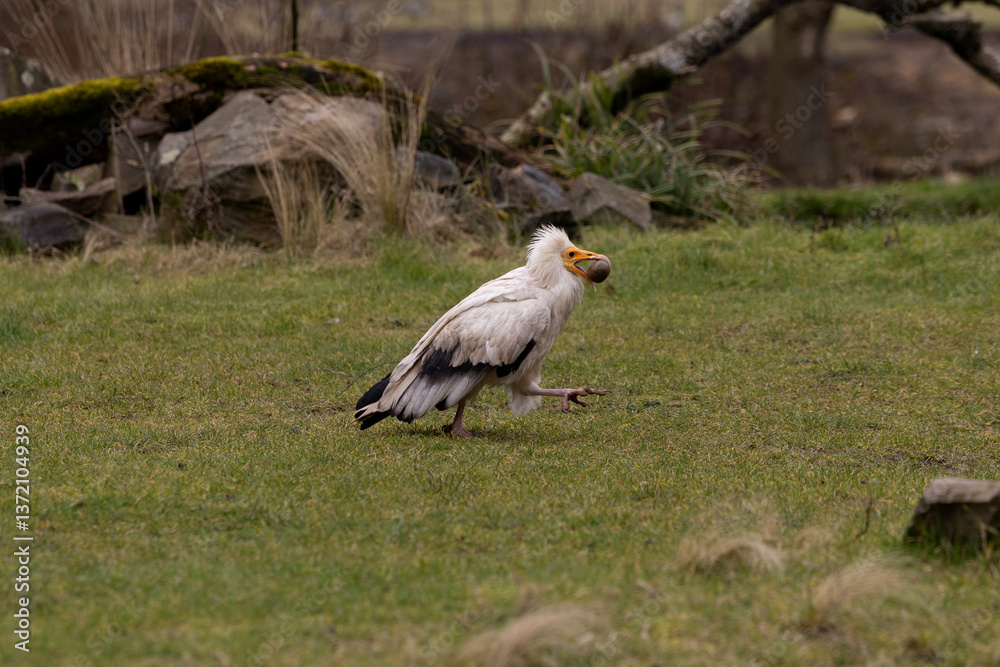 A palm-nut vulture carrying a stone to break an egg