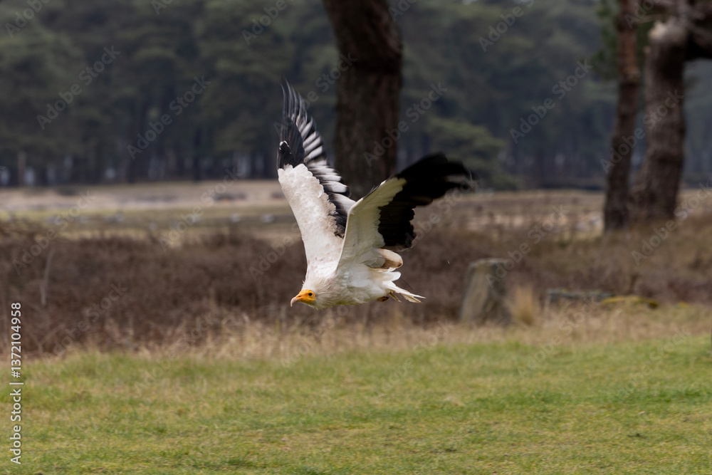 A palm-nut vulture flying