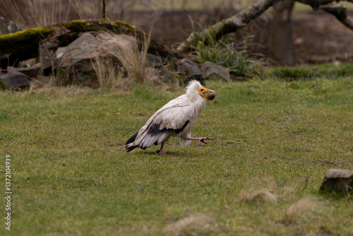 Obraz na płótnie A palm-nut vulture carrying a stone to break an egg w salonie