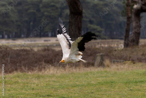 Obraz na płótnie A palm-nut vulture flying w salonie