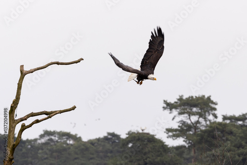 Obraz na płótnie A bald eagle taking off w salonie