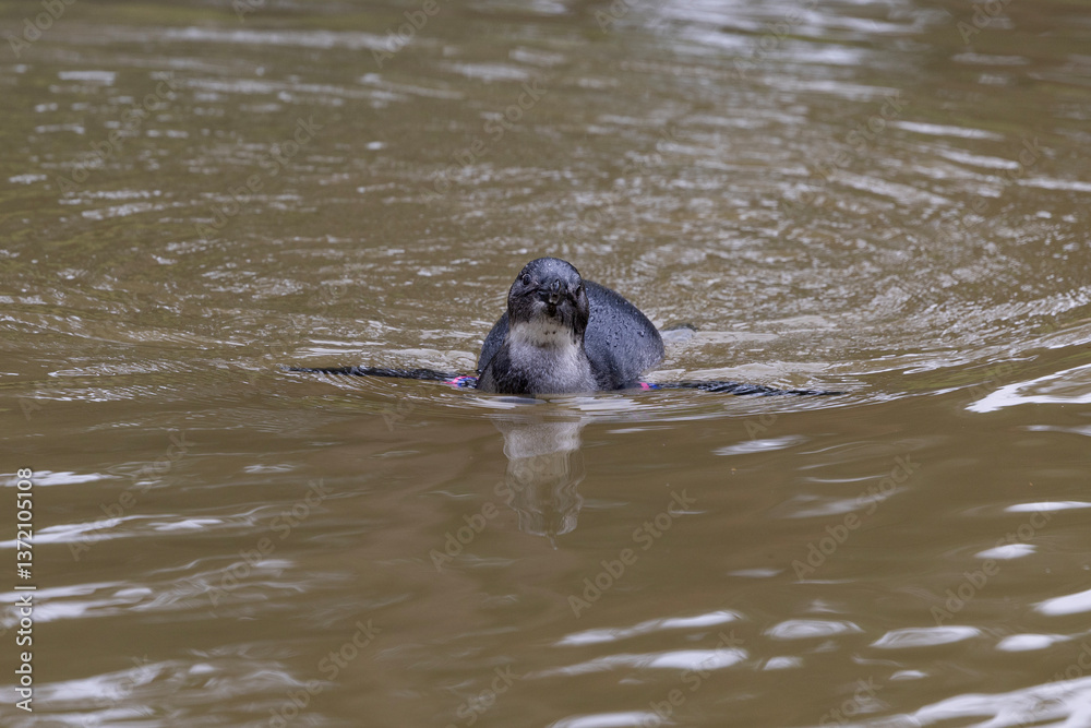 An African penguin swimming