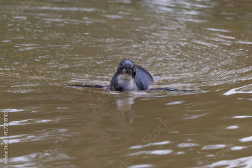 Obraz na płótnie An African penguin swimming w salonie