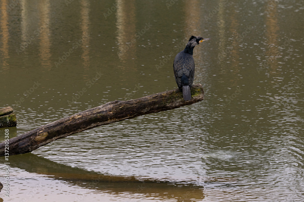 A great blach cormorant sitting on a branch