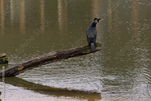 Obraz na płótnie A great blach cormorant sitting on a branch w salonie