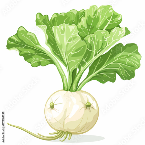 Kohlrabi isolated 
