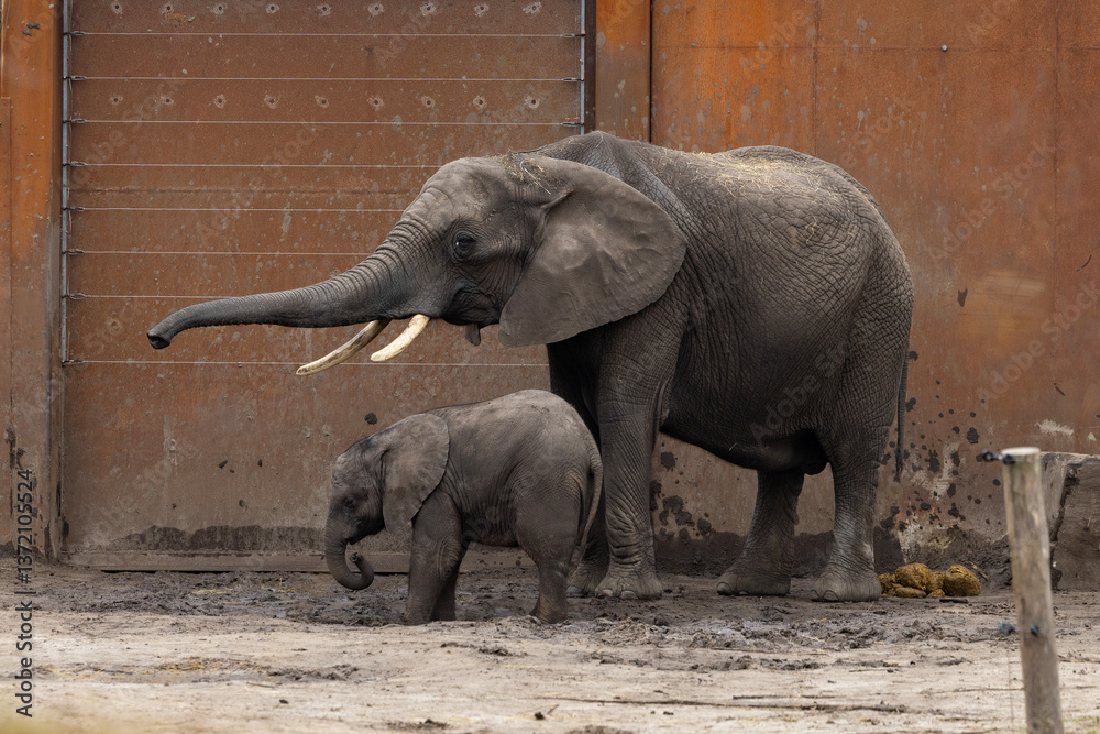 Mother and baby elephant