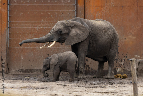 Obraz na płótnie Mother and baby elephant w salonie