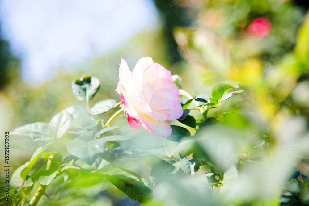 Fototapeta premium 鶴舞公園