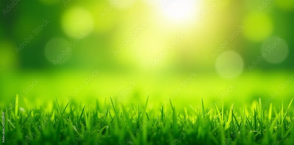 Lush green grass silhouette on sunny summer day, shadows, nature, grass Lush green grass silhouette on sunny summer day, shadows, nature, grass