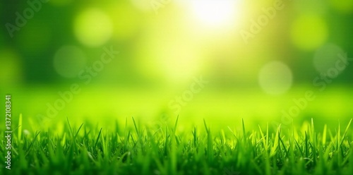 Lush green grass silhouette on sunny summer day, shadows, nature, grass