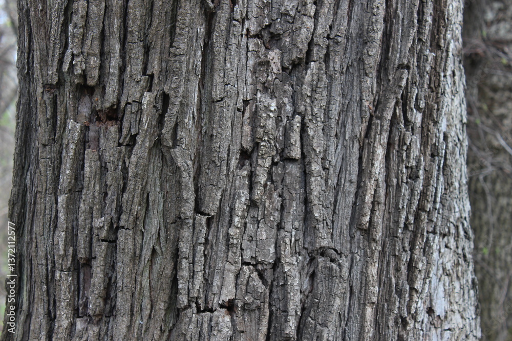 tree bark tree bark