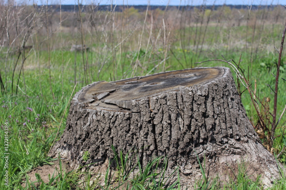Fototapeta premium old tree stump