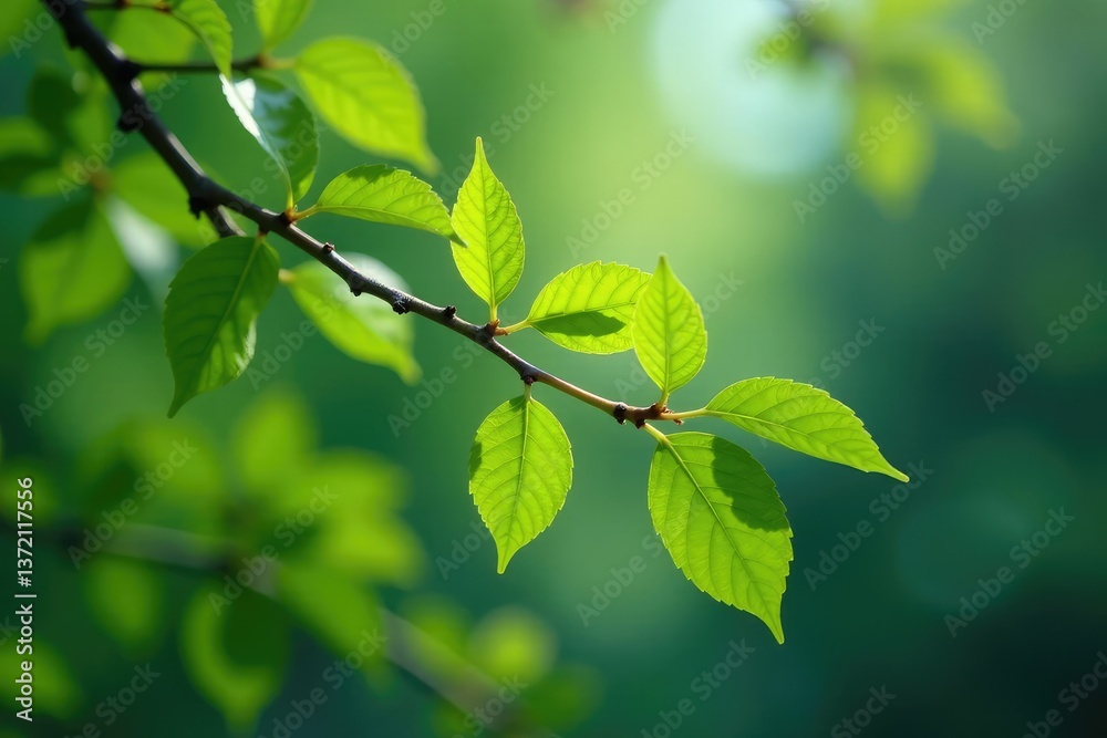 Branch of foliage with small leaves and twigs, tree branches, twigs Branch of foliage with small leaves and twigs, tree branches, twigs