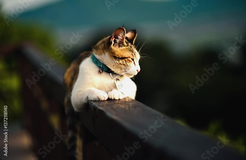 Beautiful domestic cat laying on a wooden railing, basking in the soft, warm light of the late afternoon. Ai Generative Video