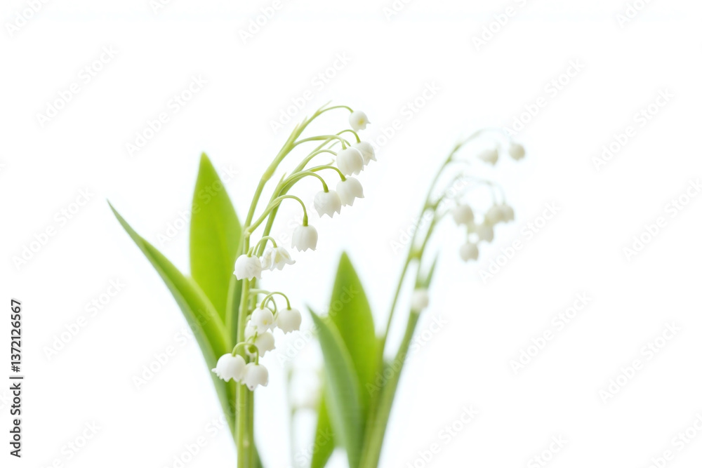 Fototapeta premium bunch of lily of the valley flowers on a white background