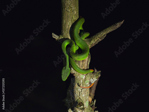 Green Pit Viper around a tree