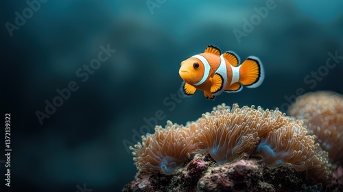 Orange fish in coral reef