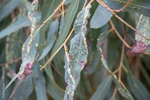 Eucalyptus leaf gall, wasp Ophelimus maskelli larvae, swelling lumps in spring, Queensland Australia