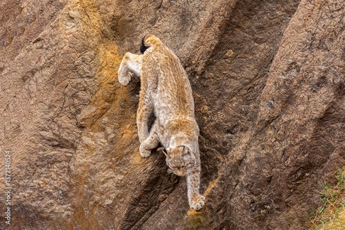 Lynx descending the cliff, lynx agility