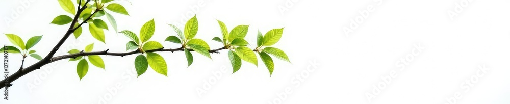 Fototapeta premium Single branch isolated on white background with soft focus, tree, foliage, branches