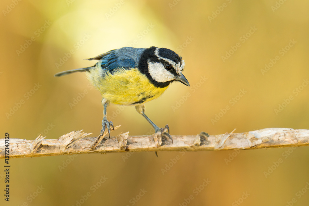 Naklejka premium African blue tit (Cyanistes teneriffae), with a beautiful green coloured background. Colourful songbird with blue feathers sitting on the cactus. Wildlife scene from nature, Tenerife, Spain