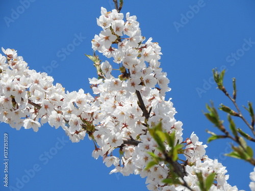 青空と桜