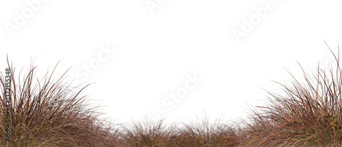 Dry grass weed bushes isolated on transparent backgrounds 3d render png file