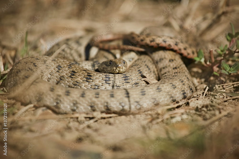 Fototapeta premium A snake in a ball lies on dry grass, dangerous animals
