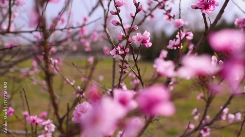 Blooming peach tree with soft flowers in sunny day close up. Springtime 