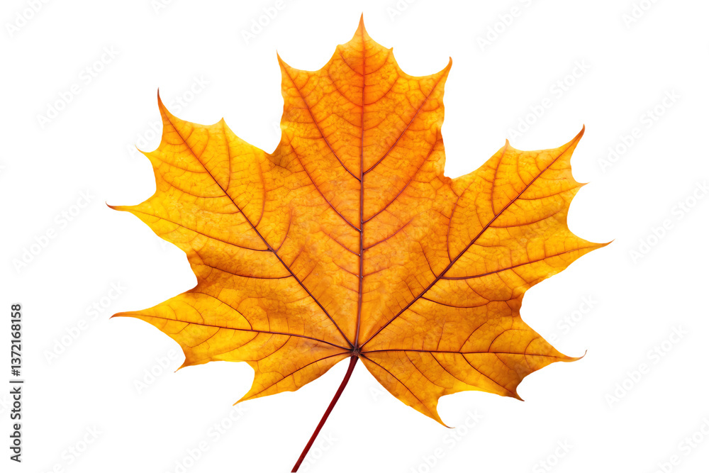 Vibrant Autumn Maple Leaf with Red, Orange, and Yellow Hues - Nature's Seasonal Beauty Vibrant Autumn Maple Leaf with Red, Orange, and Yellow Hues - Nature's Seasonal Beauty