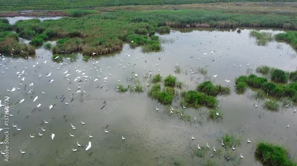 aerial view of birds flying over a tranquil wetland. peaceful wetland with birds and green vegetation. serene landscape with water reflections and bird movement. aerial view of birds flying over a tranquil wetland. peaceful wetland with birds and green vegetation. serene landscape with water reflections and bird movement.