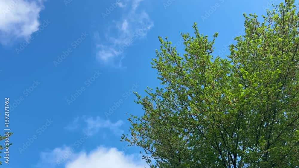serene landscape in bright sunlight. peaceful tree and clear blue sky. vibrant nature under sunny weather. serene landscape in bright sunlight. peaceful tree and clear blue sky. vibrant nature under sunny weather.