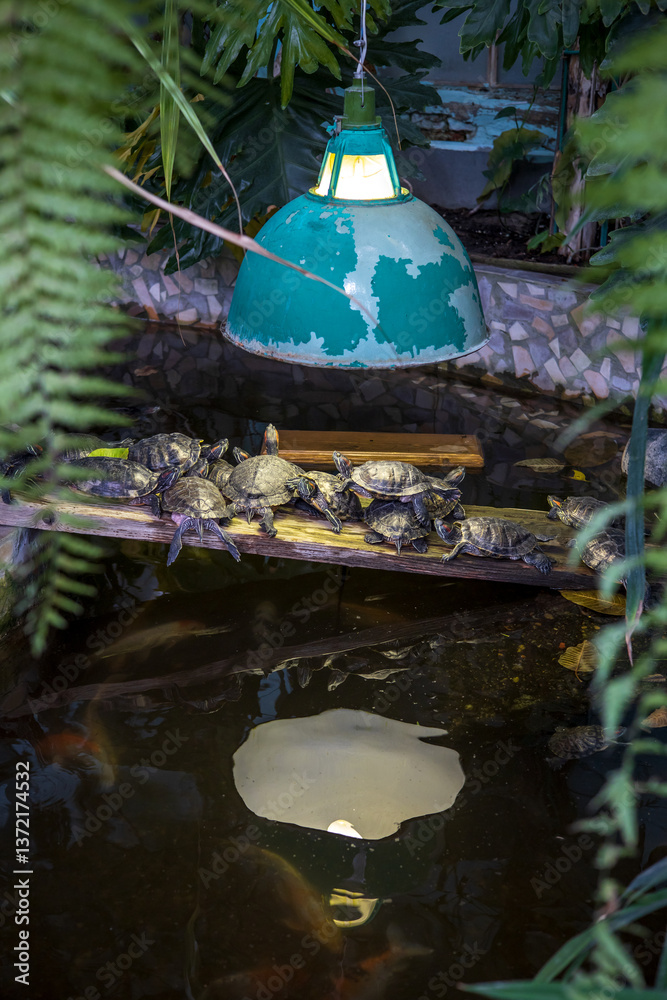 Naklejka premium Many water turtles on a board in a botanical garden are warming themselves under an old lamp. Photos of animals at home.