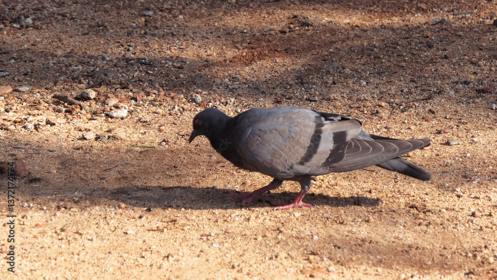 Fototapeta premium A lonely pigeon is searching for food on the ground