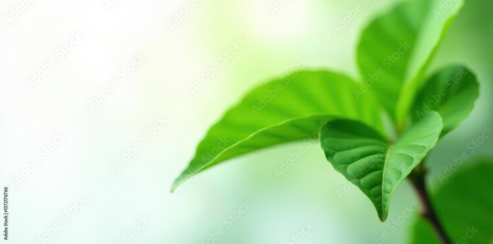 Green leaf isolated on white background with soft focus effect, nature, plant Green leaf isolated on white background with soft focus effect, nature, plant