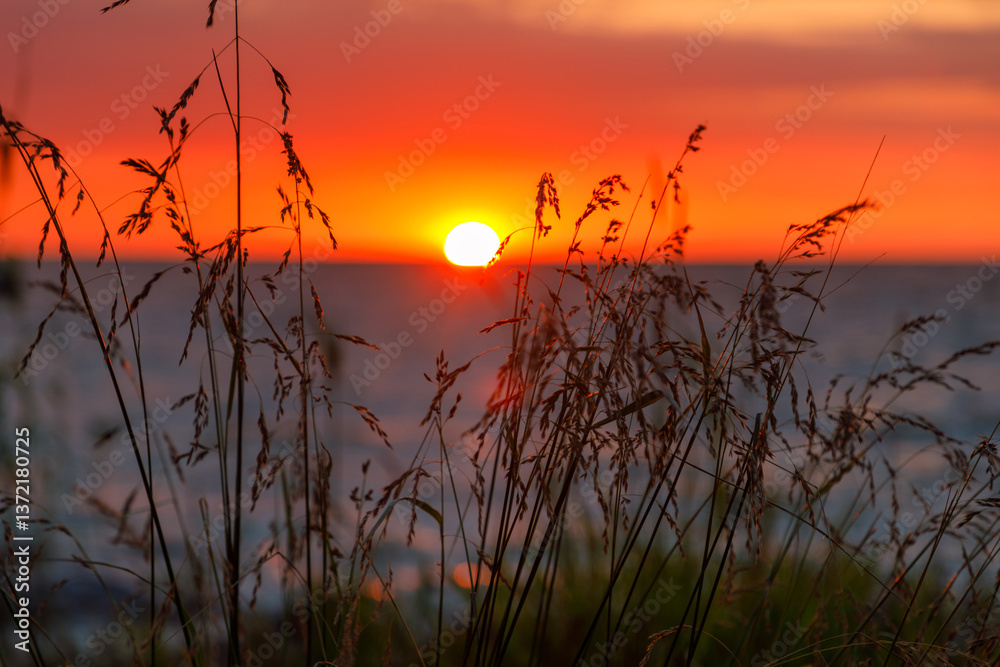 Sunset through the reeds on the Curonian Spit