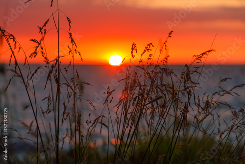 Obraz na płótnie Sunset through the reeds on the Curonian Spit w salonie
