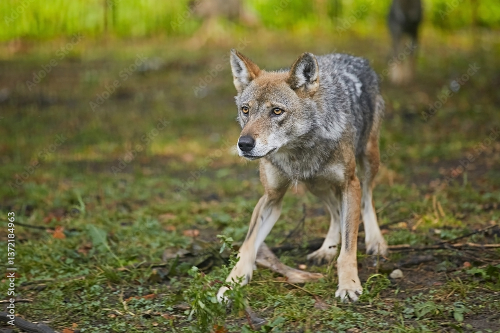 Fototapeta premium Wolf runs against the background of green grass
