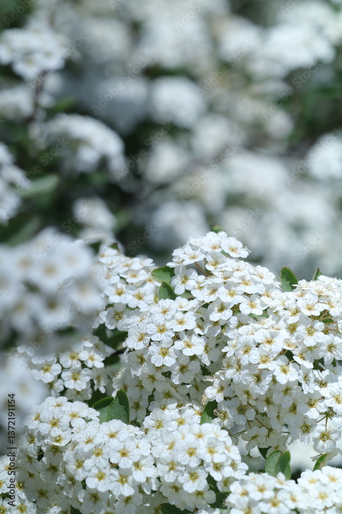 spring white flowers in the garden, spring flowers, white flowers, spring time, green background spring white flowers in the garden, spring flowers, white flowers, spring time, green background