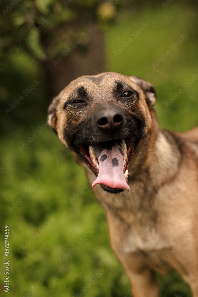 Portrait of a dog with its tongue hanging out in an apple orchard Portrait of a dog with its tongue hanging out in an apple orchard
